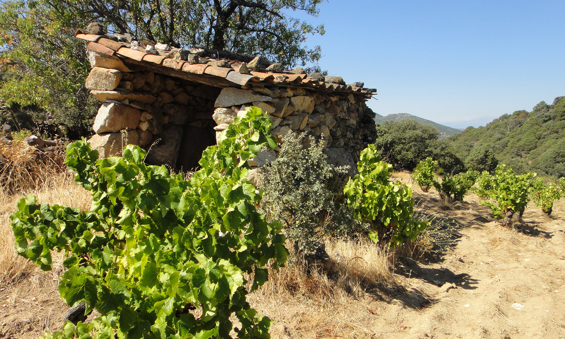 Bodegas Canopy, DO Méntrida Bodegas Canopy, DO Méntrida