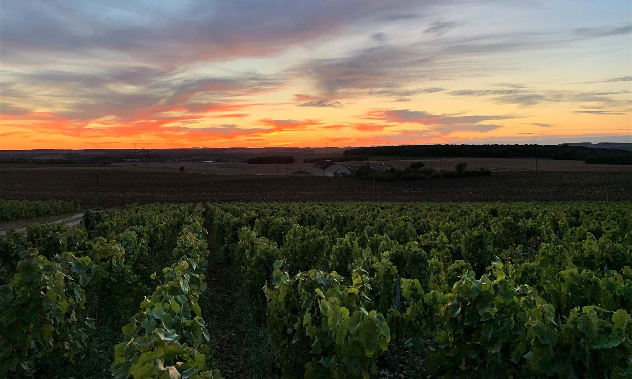 Domaine Dame Jeanne, Bourgogne