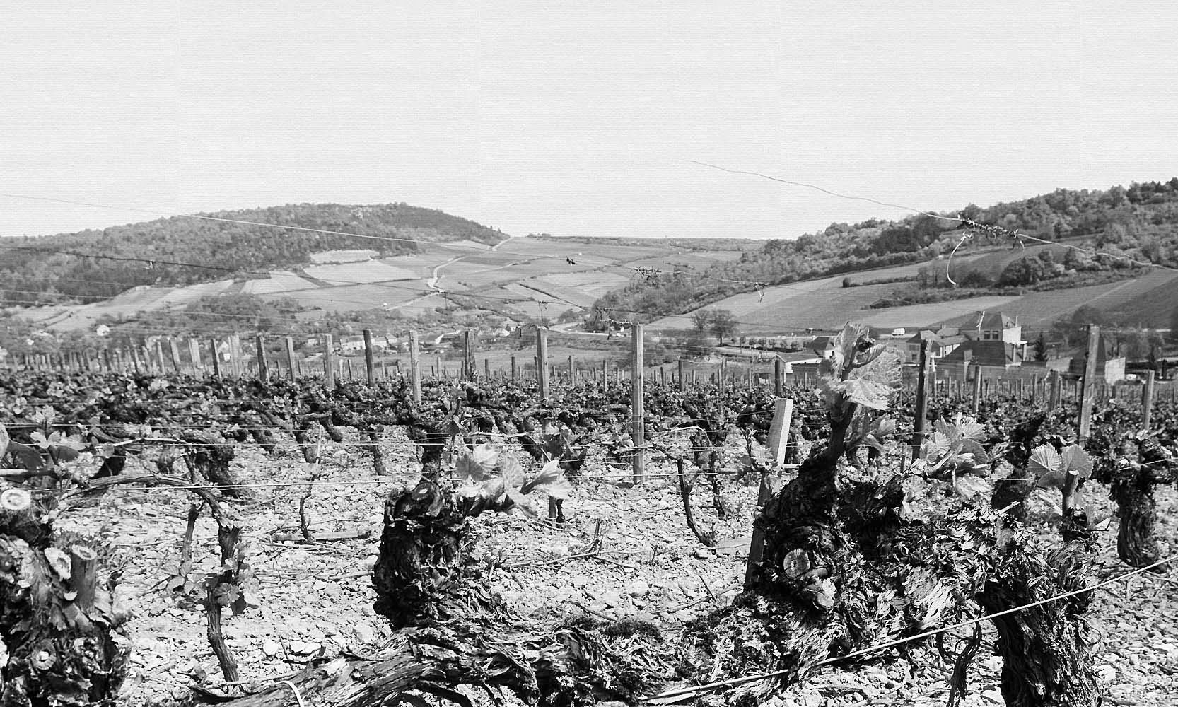 Henri Prudhon, Bourgogne Henri Prudhon, Bourgogne