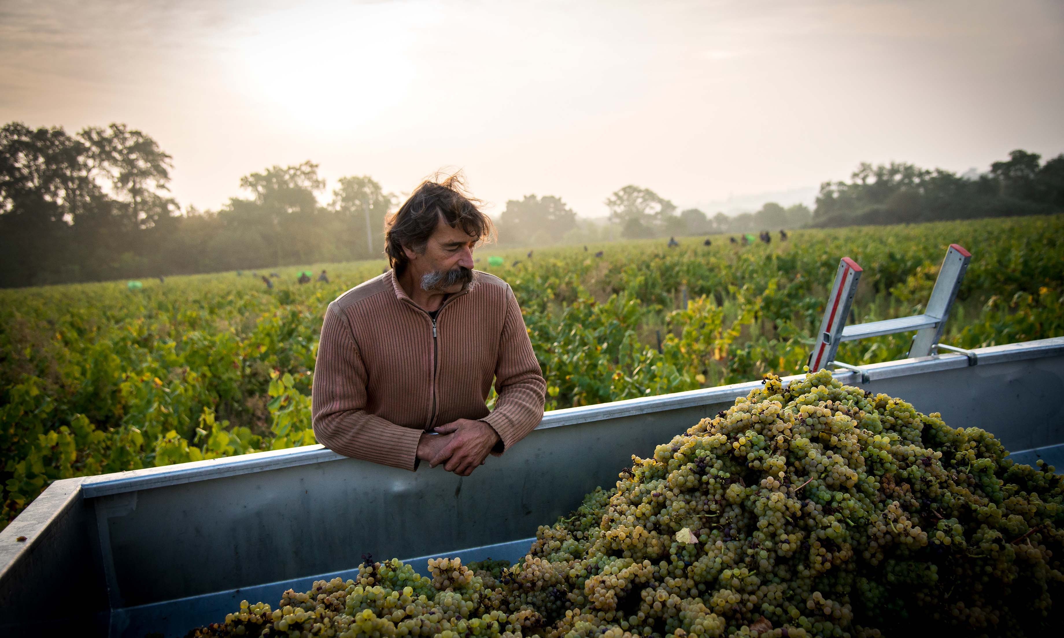 Chateau la Cariziere, Muscadet de Sevre et Maine Chateau la Cariziere, Muscadet de Sevre et Maine