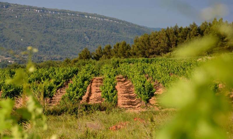 Domaine La Grave, Languedoc Domaine La Grave, Languedoc