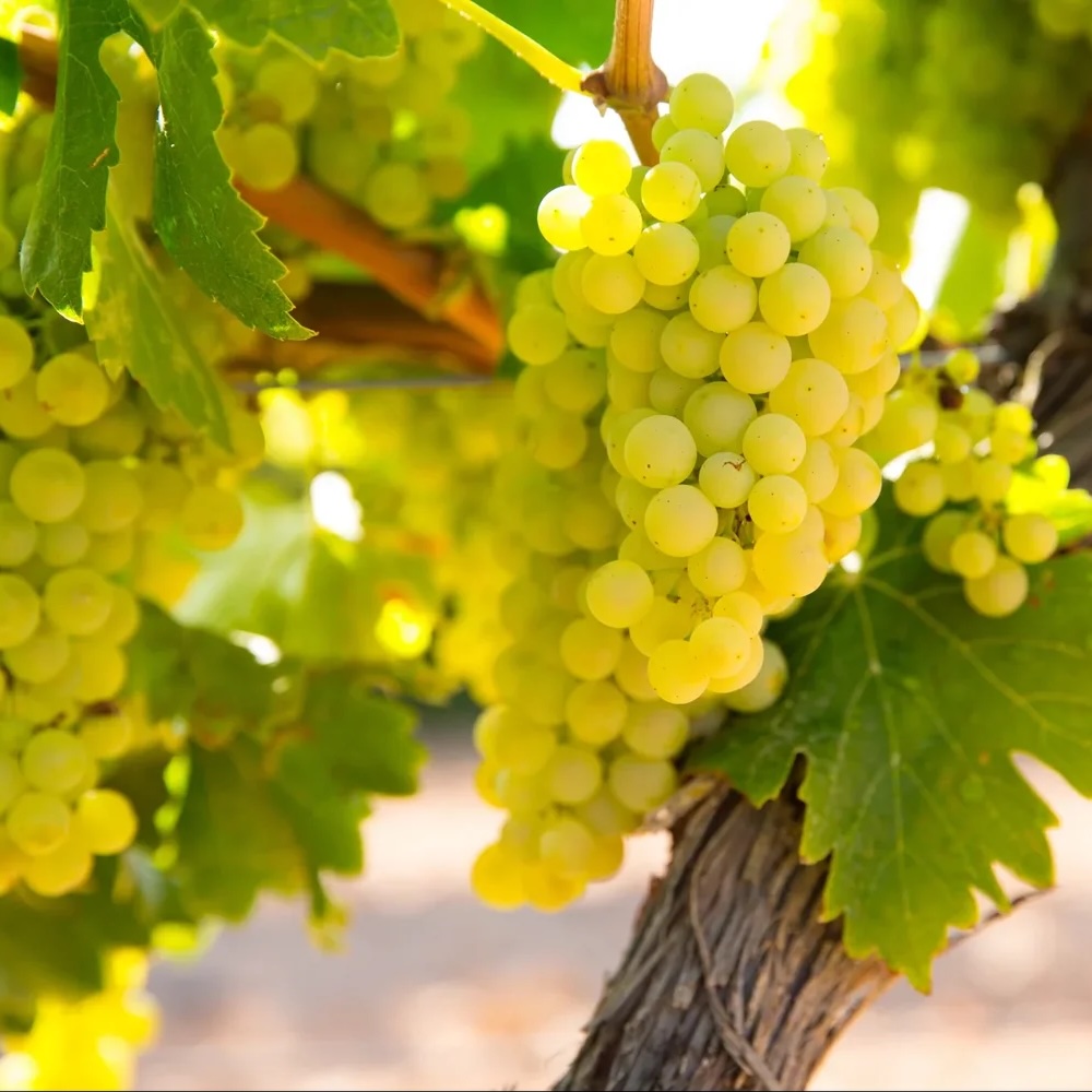 vin header
