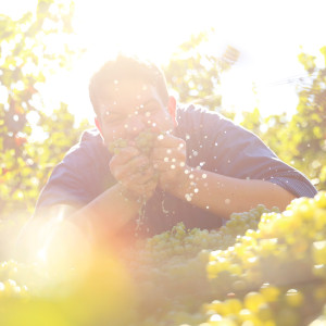 Riesling smagekasse fra Jürgen Krebs