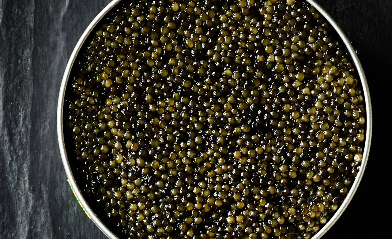 Caviar-tips - Baerii, White Sturgeon, Oscietra, Beluga